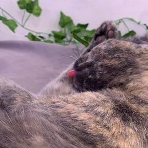 Meet your Posher, Priscilla